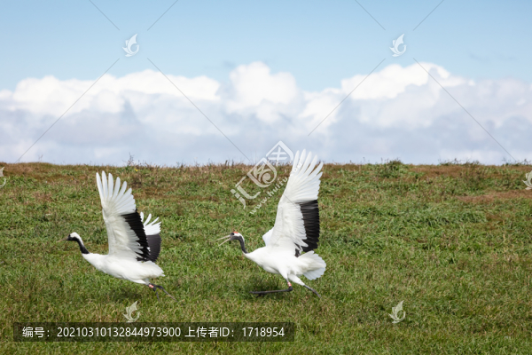 黑龍江扎龍濕地丹頂鶴334