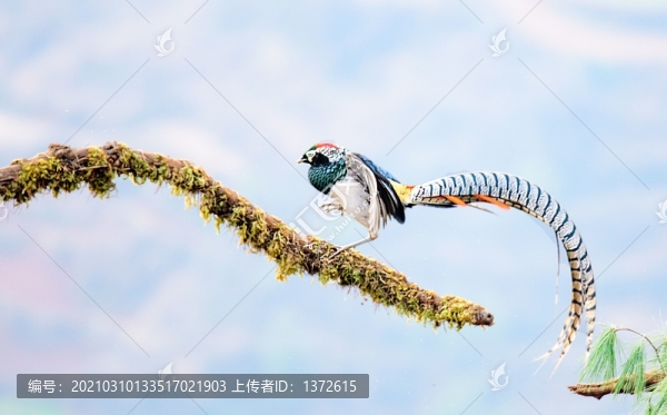 白腹錦雞