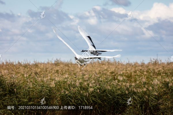 黑龍江扎龍濕地丹頂鶴394