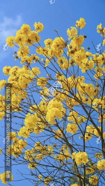 風(fēng)鈴花風(fēng)鈴木