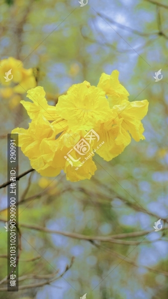 風(fēng)鈴花風(fēng)鈴木