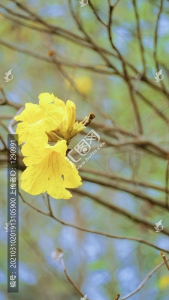 風(fēng)鈴花風(fēng)鈴木