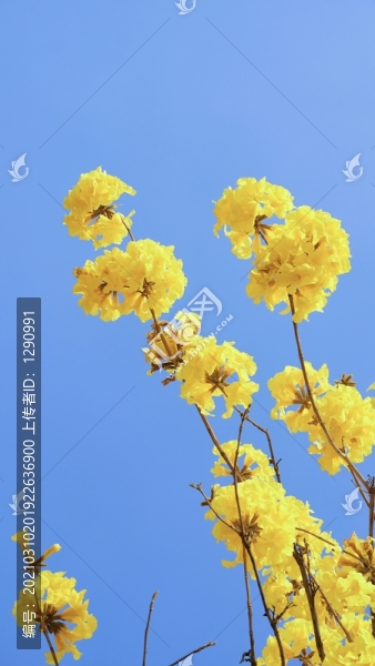 風(fēng)鈴花風(fēng)鈴木