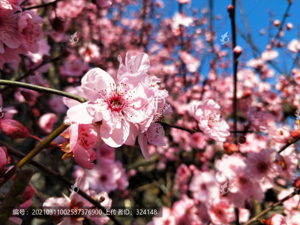 梅花