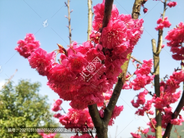 桃花