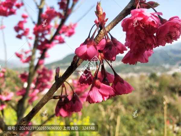 桃花