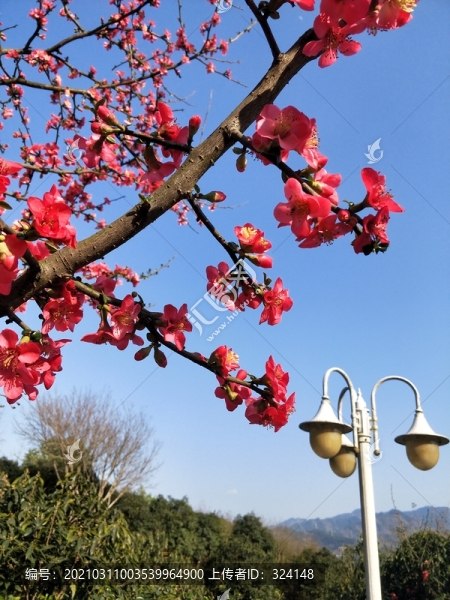 海棠