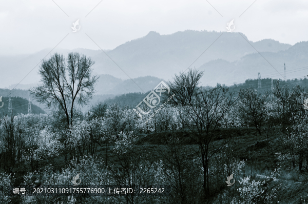 八里村風(fēng)光