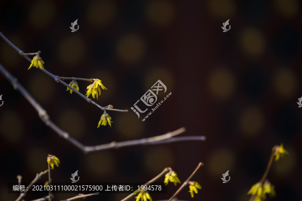 梅花