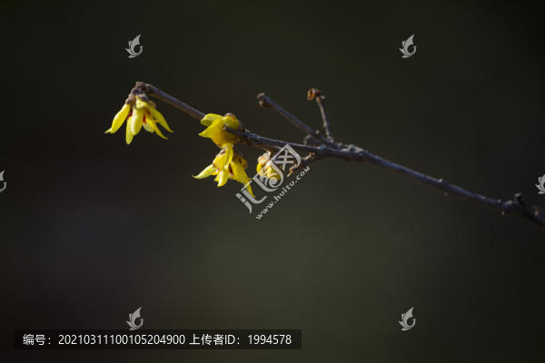 蠟梅