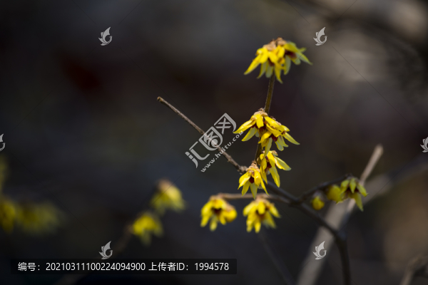 梅花