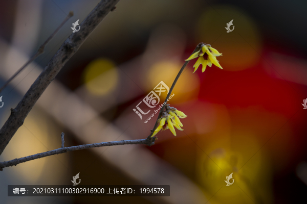蠟梅