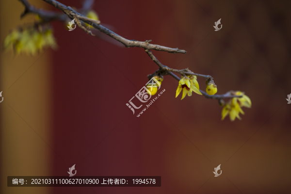 紅芯蠟梅