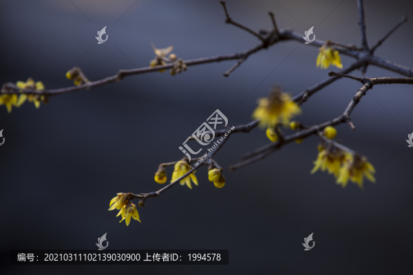 蠟梅花