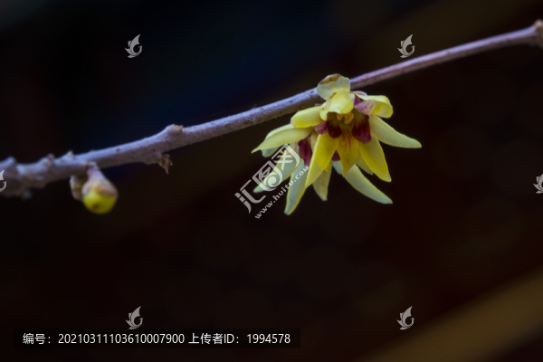梅花