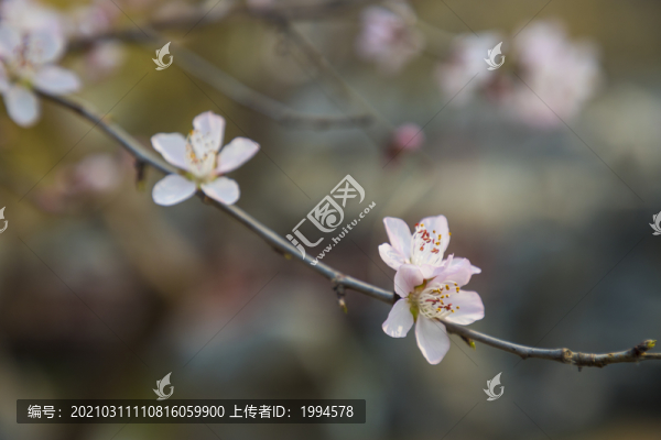 桃花