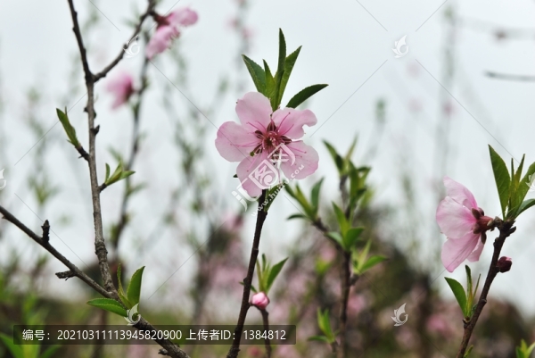 桃花盛開(kāi)