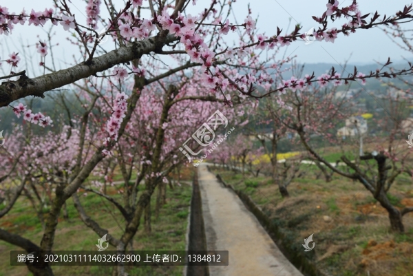 桃花盛開