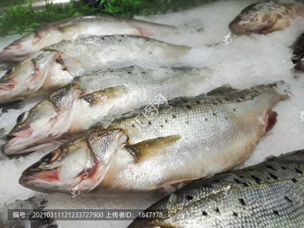 魚