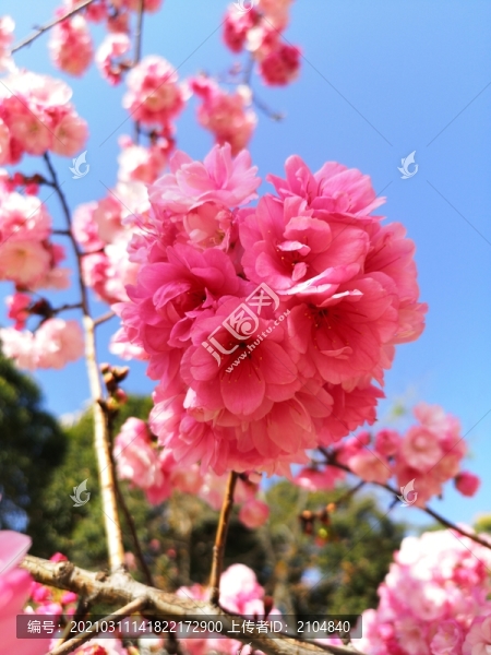 櫻花