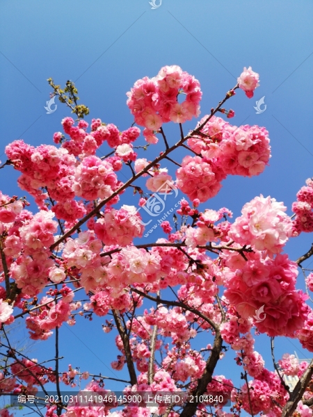 櫻花