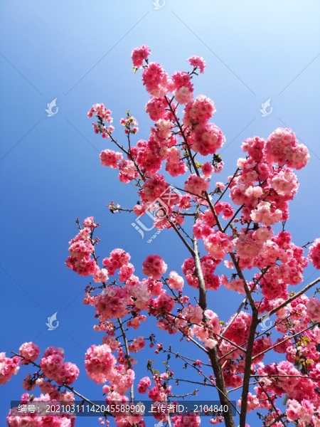 櫻花