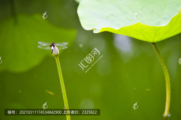 早有蜻蜓立上頭