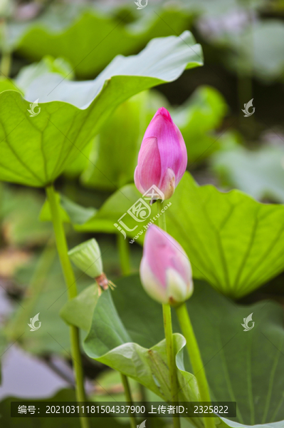 小荷才露尖尖角