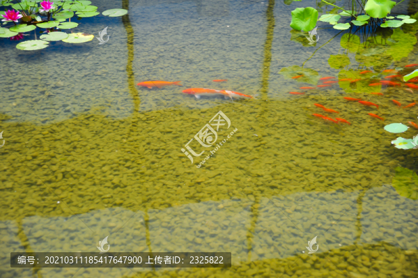 荷花魚塘