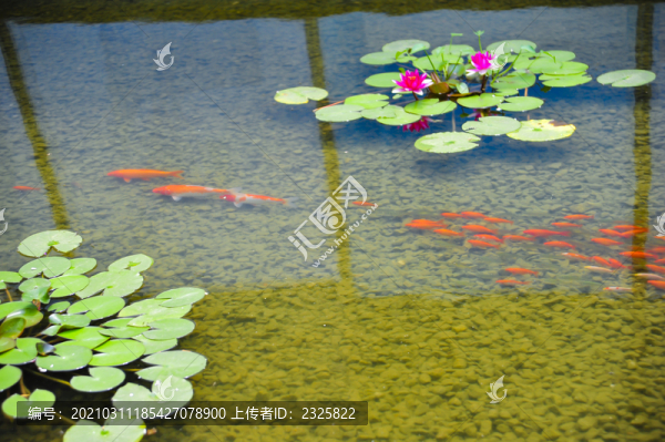 荷花魚塘