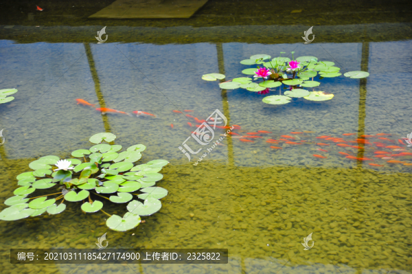 荷花魚塘