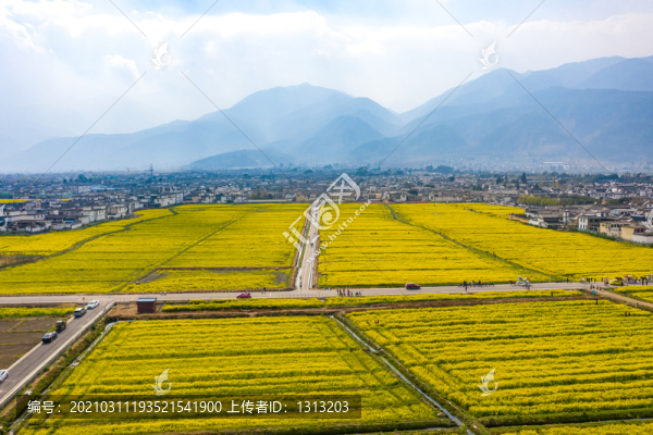 航拍云南大理喜洲古鎮(zhèn)油菜花田