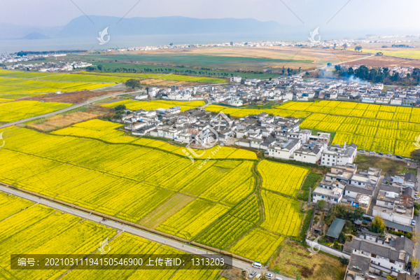 航拍云南大理喜洲古鎮(zhèn)油菜花田