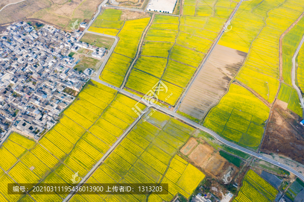 航拍云南大理喜洲古鎮(zhèn)油菜花田