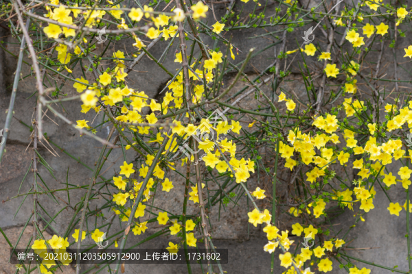 迎春花