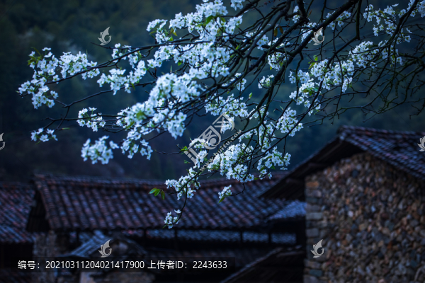 一樹梨花帶春雨