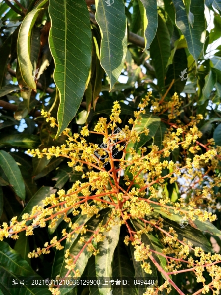 芒果樹(shù)開(kāi)花