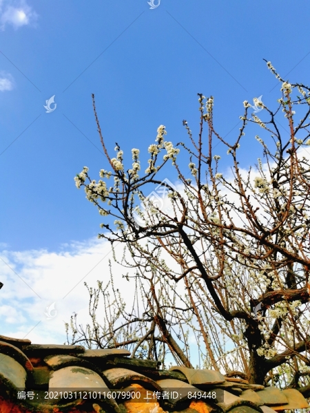 李子樹開花