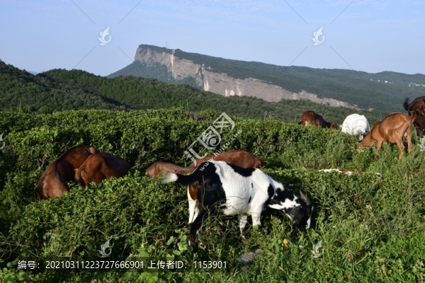 山羊