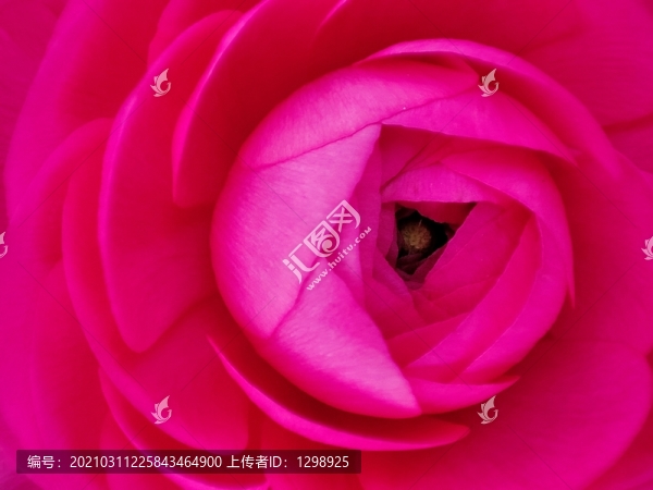 月季花瓣