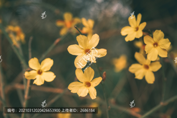 迎春花