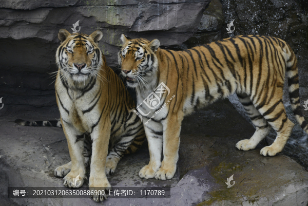 動物園老虎