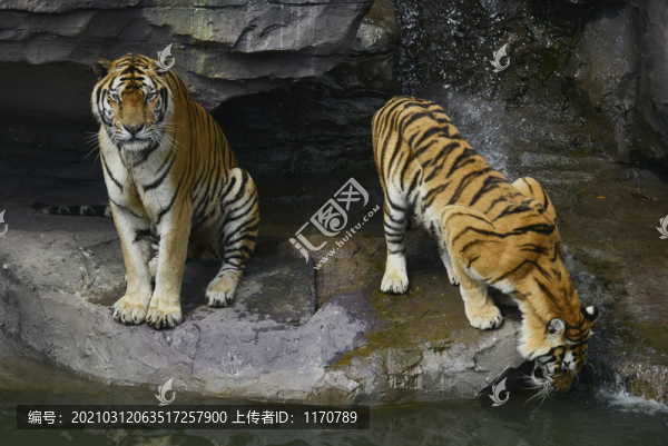 動物園老虎
