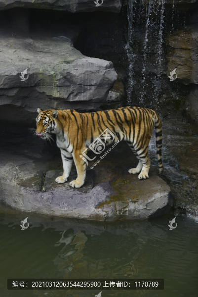 動(dòng)物園老虎