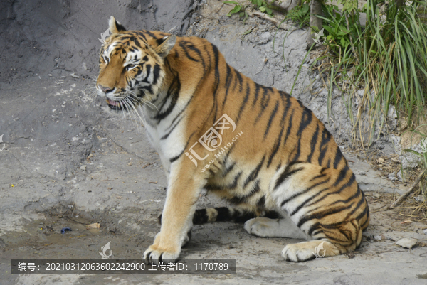 動(dòng)物園老虎