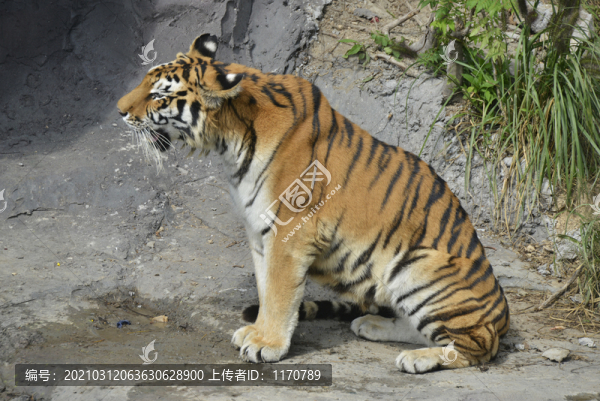 動物園老虎