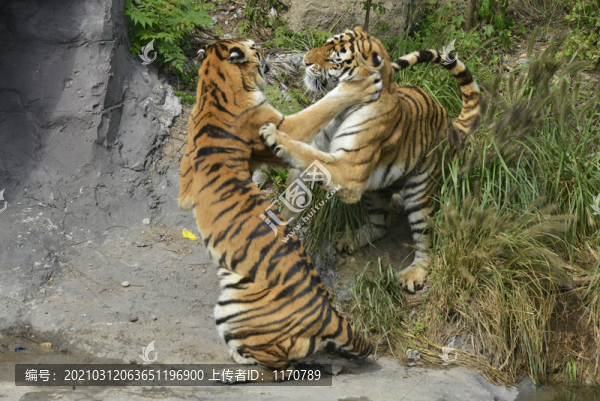 動物園老虎
