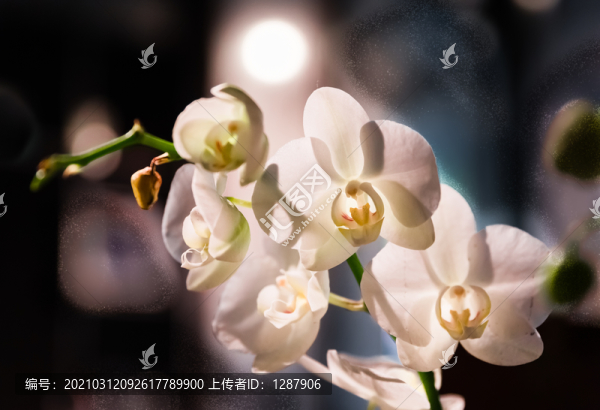 白蝴蝶蘭