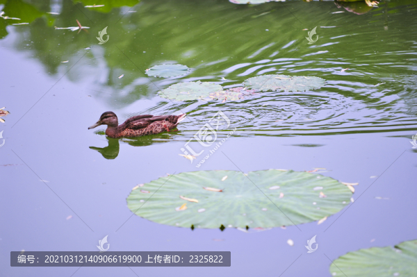 野鴨戲水