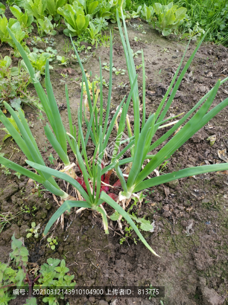 菜地小蔥圖